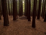 Sequoia Forrest_0398