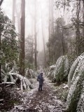 Myrtle Gully Circuit - Toolangi