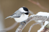 Chickadee and snow