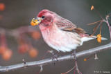 Purple Finch