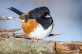 Towhee on log