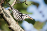 Black-and-white Warbler