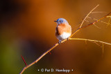 Bluebird, fall colors