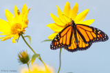 Monarch on sunflower