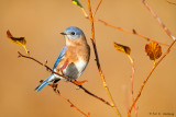 Autumn Bluebird