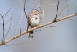 Resting on limb 