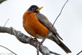 Robin, cloudy morning 