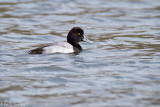 Male Lesser Scaup 