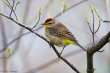 Spring Palm Warbler