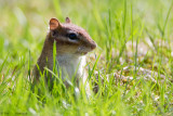 In the grass 