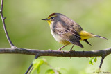 Warbler on a limb