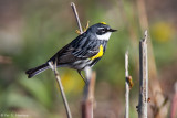 Male Yellow-rumped
