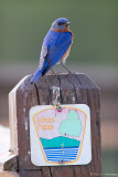 On park post