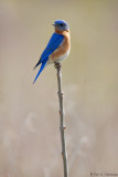 Perched on top