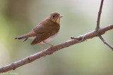Hermit Thrush 
