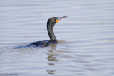 Swimming in lake