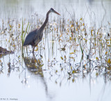 Heron in marsh