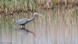 Hunting heron 