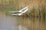 Pair of swans 