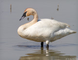 Swan at rest 