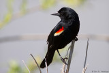 Blackbird looking back 