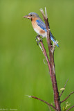 Bluebird and moth