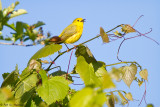 Singing Warbler 