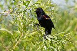 Calling Blackbird 