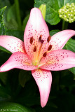 Lily in bloom 4 