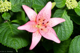 Lily in bloom 6 