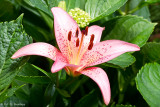 Lily in bloom 7 