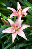 Lily in bloom