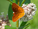 Touch of orange 