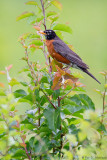 Robin in field 