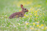 Rabbit in field