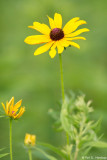 In a field 