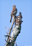 Singing Sparrow 