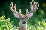Deer in field