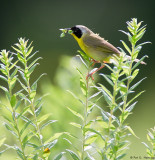 Yellowthroat meal