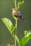 Perched above field 