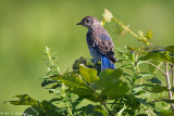 Baby Bluebird 