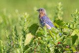 Bluebird, green field