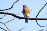 Bluebird on limb