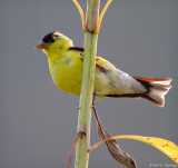 On a plant stem 