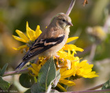 Young Goldfinch 