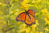 Orange on yellow