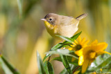 Female Yellowthroat