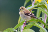 Goldfinch in fall