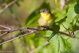 Yellowthroat in sun