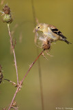 Feeding time